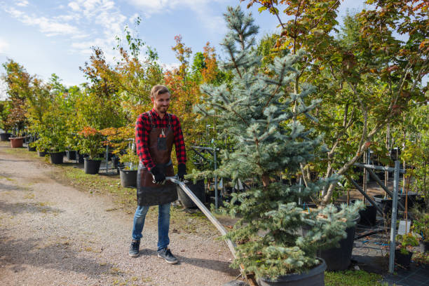 Why Choose Our Tree Removal Services in West Samoset, FL?